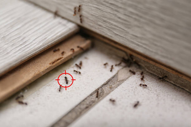 Best Pest Removal Services  in Marquette Heights, IL