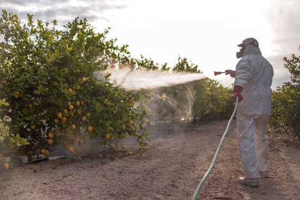 Best Ant Control Services  in Marquette Heights, IL