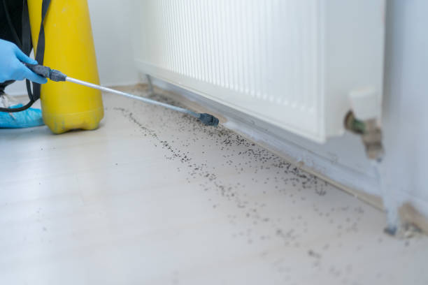 Best Rat Extermination Near Me  in Marquette Heights, IL